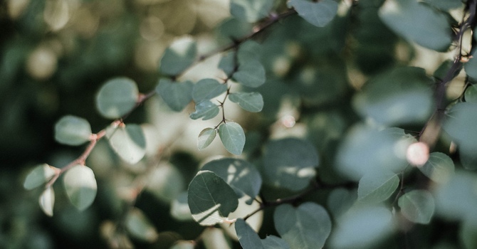 Individual Counselling